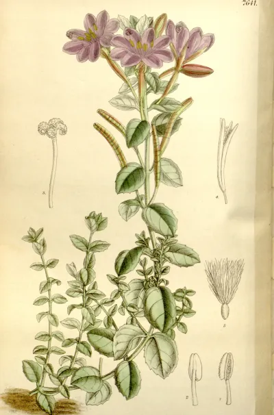 Rockfringe Willowherb