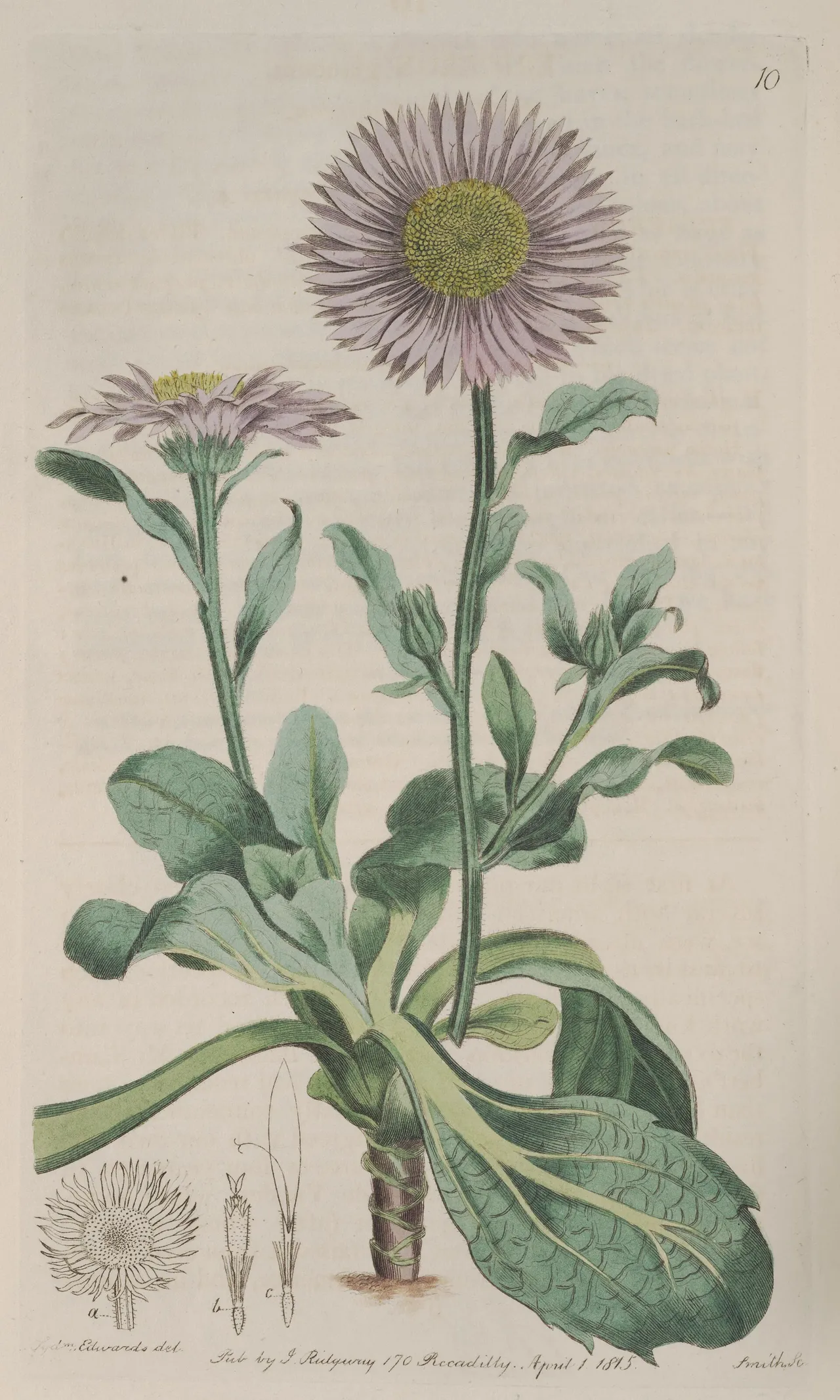 Seaside daisy (Erigeron glaucus)