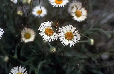 Plains fleabane