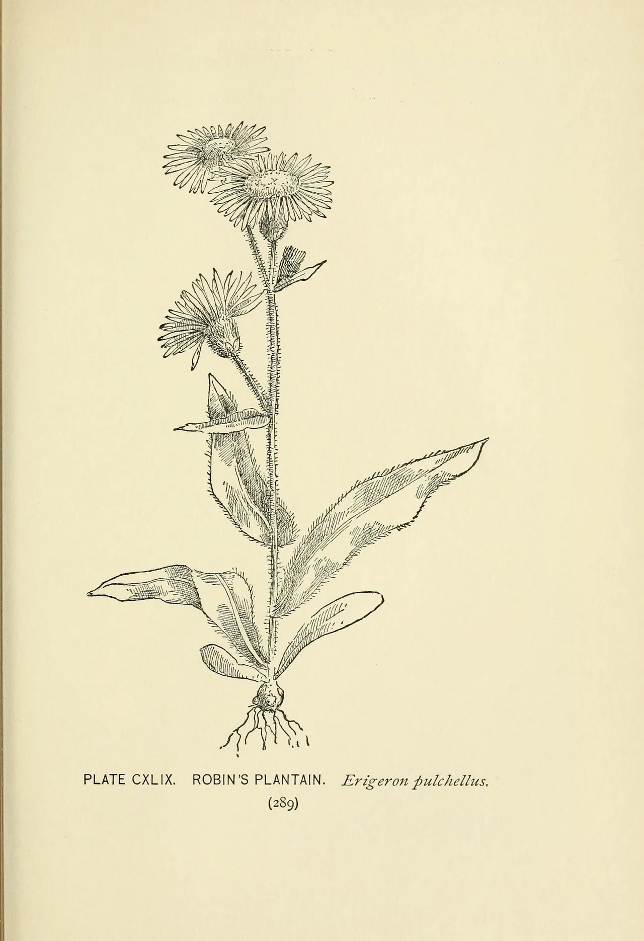 Robin's-plantain (Erigeron pulchellus)