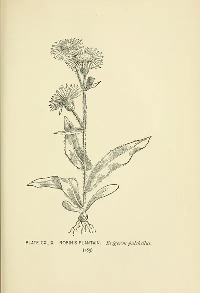 Robin's-plantain