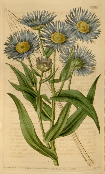 Aspen fleabane