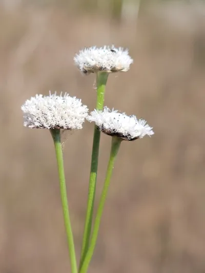 Flattened Pipewort