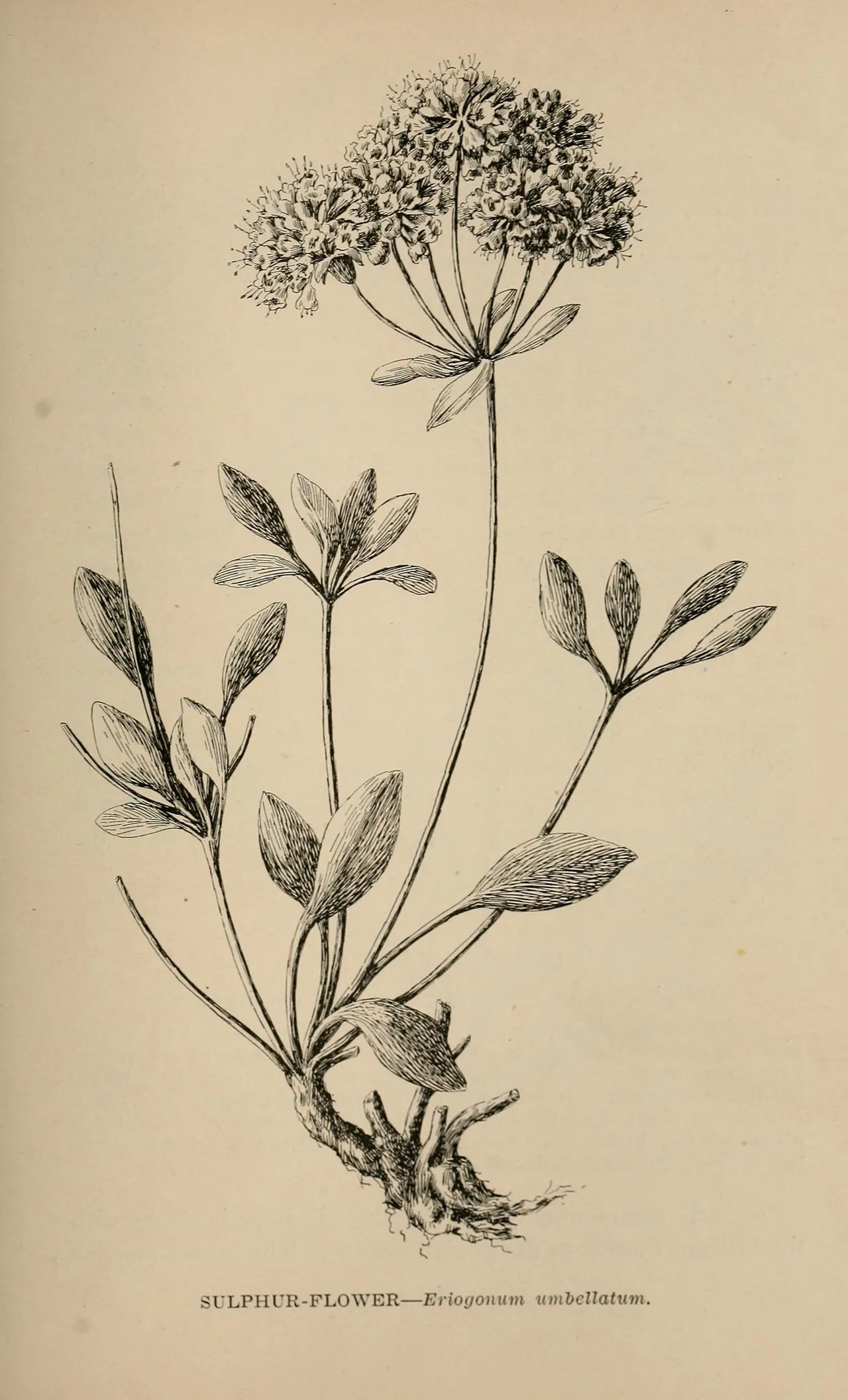 Sulfur buckwheat (Eriogonum umbellatum)