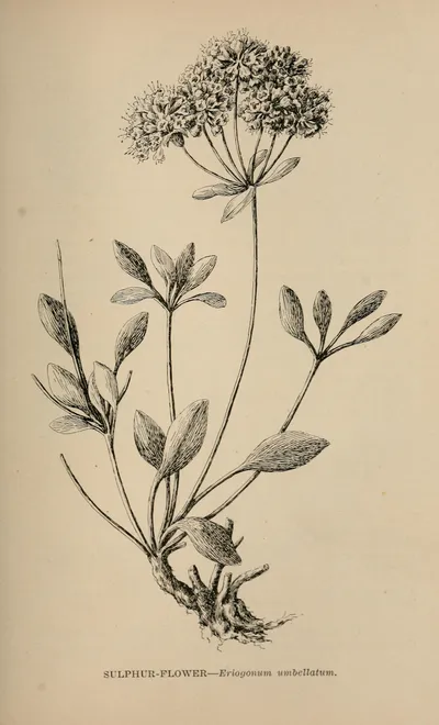 Sulfur buckwheat
