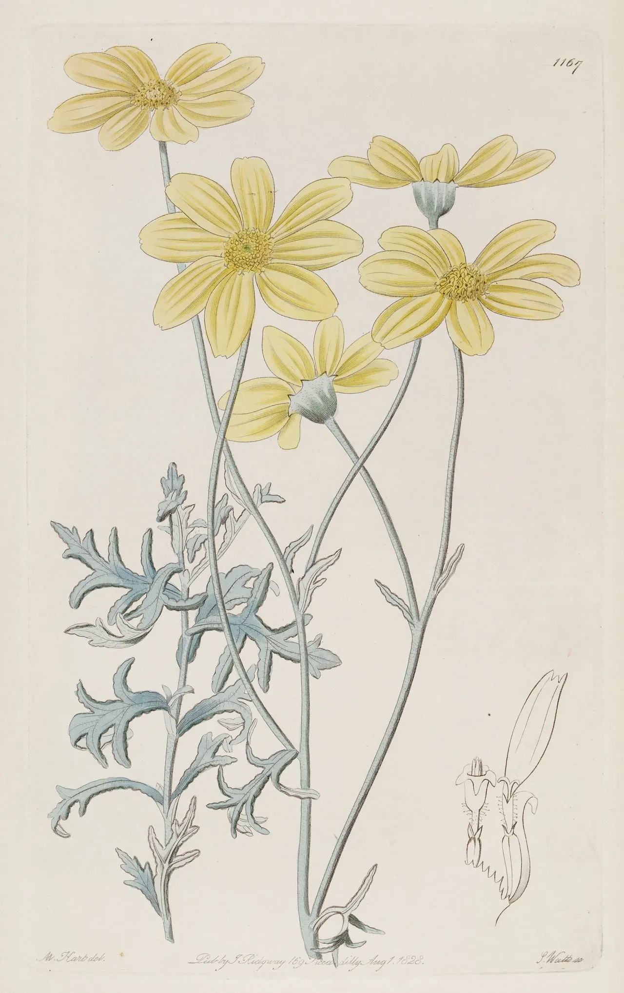 Common woolly sunflower (Eriophyllum lanatum)