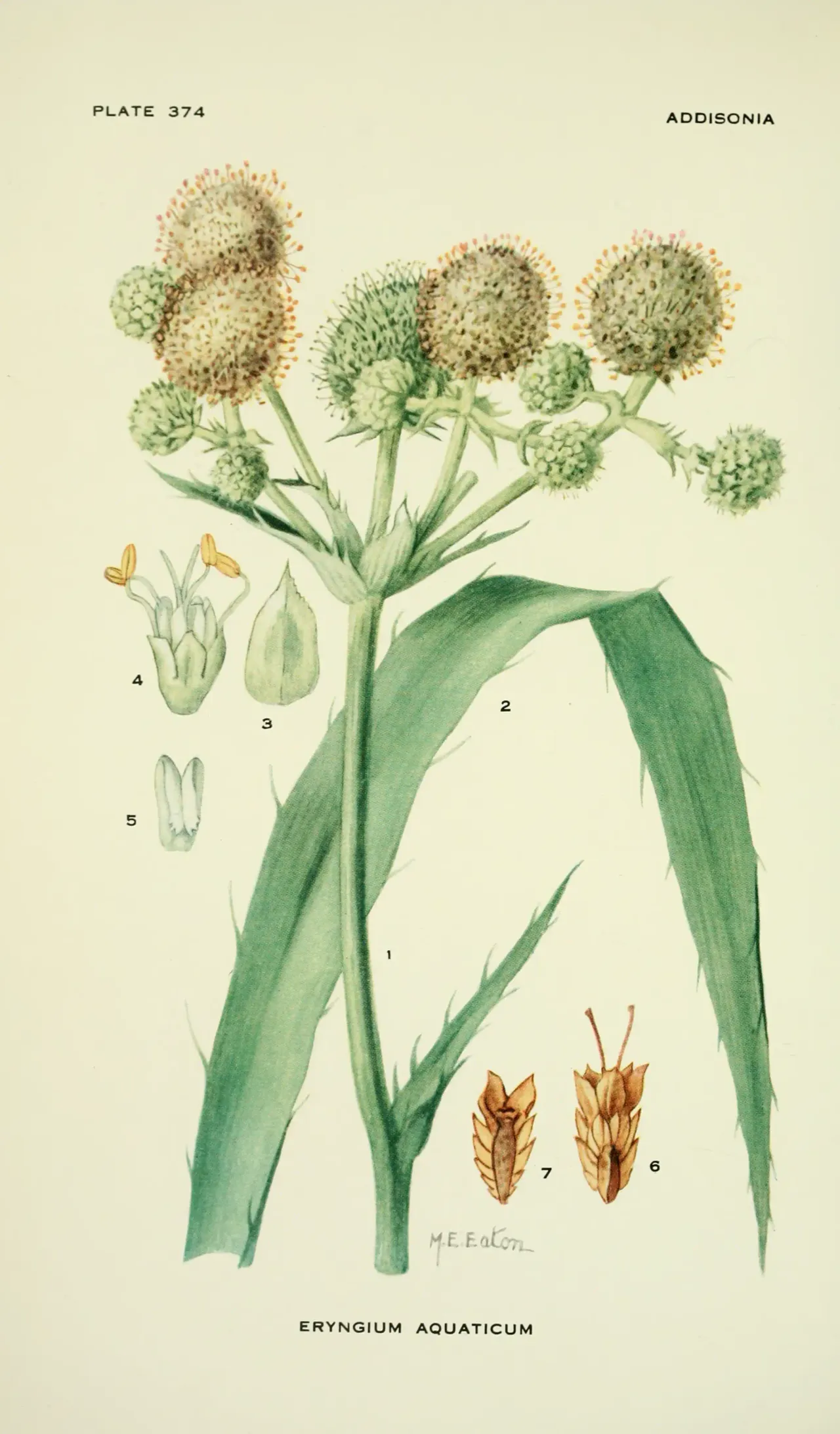 Marsh Rattlesnake Master (Eryngium aquaticum)