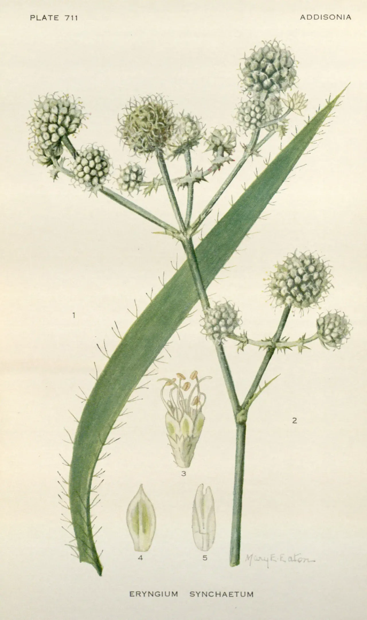 Rattlesnake master (Eryngium yuccifolium)
