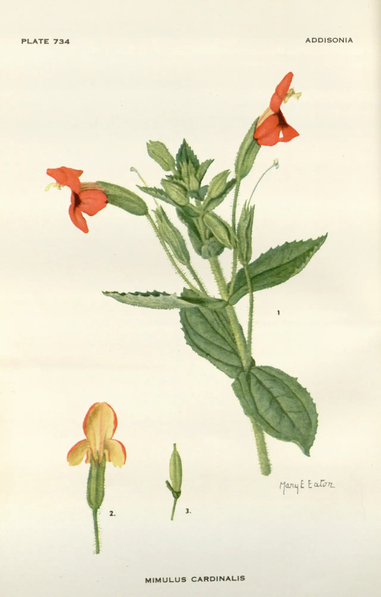 Scarlet monkeyflower (Erythranthe cardinalis)