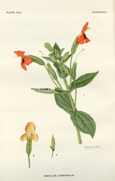 Scarlet monkeyflower