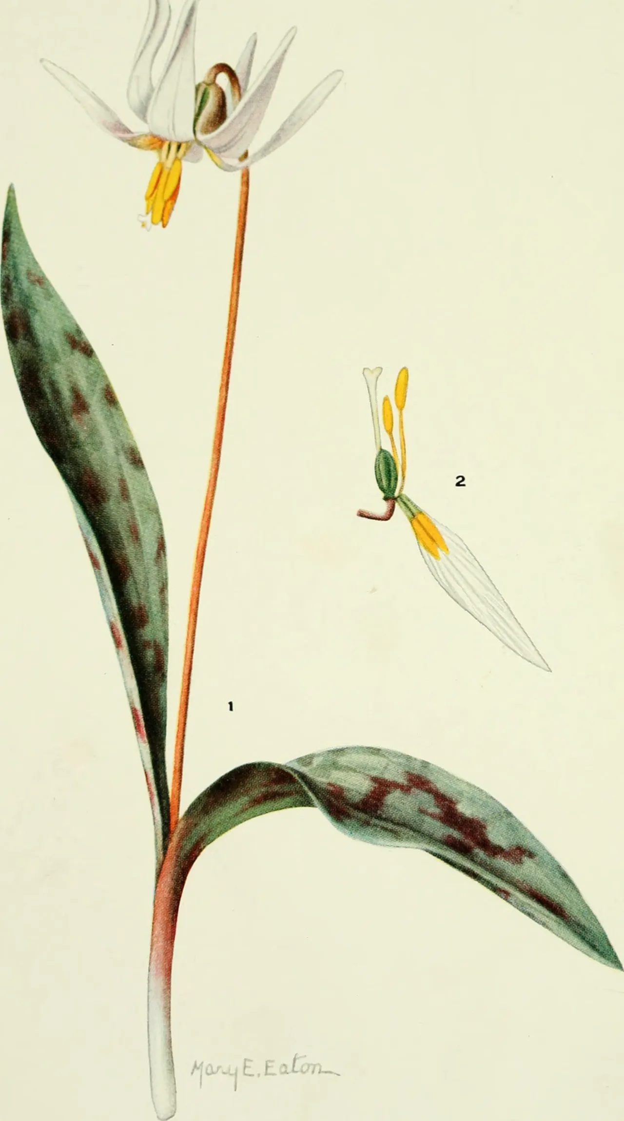 White fawnlily (Erythronium albidum)
