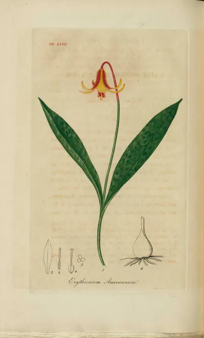 Yellow trout lily