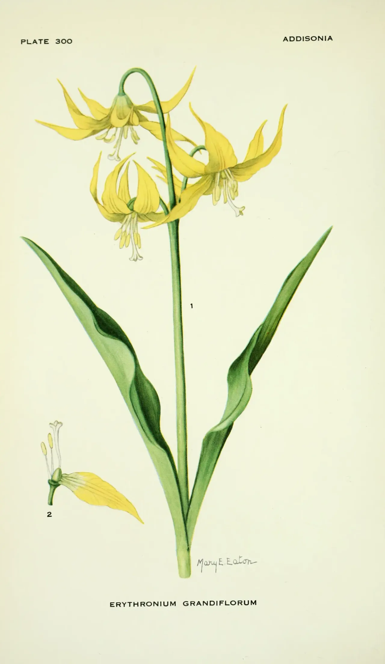 Glacier Lily (Erythronium grandiflorum)