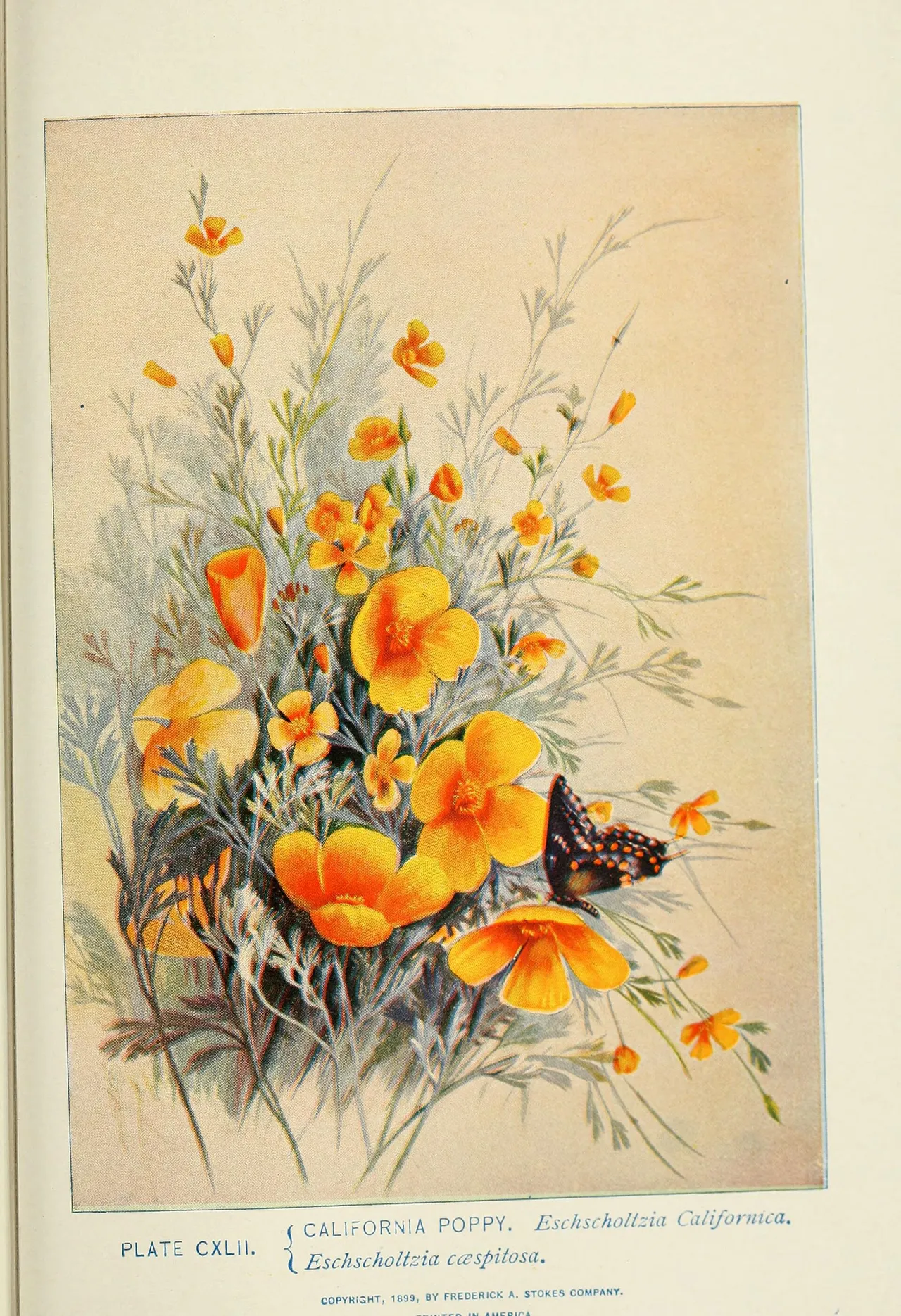 Tufted Poppy (Eschscholzia caespitosa)