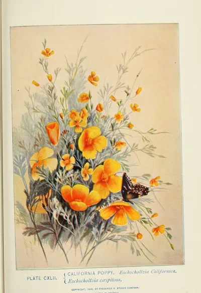 Tufted Poppy