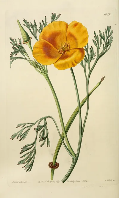 California poppy