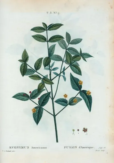 Strawberry bush