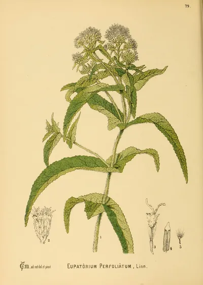 Common boneset