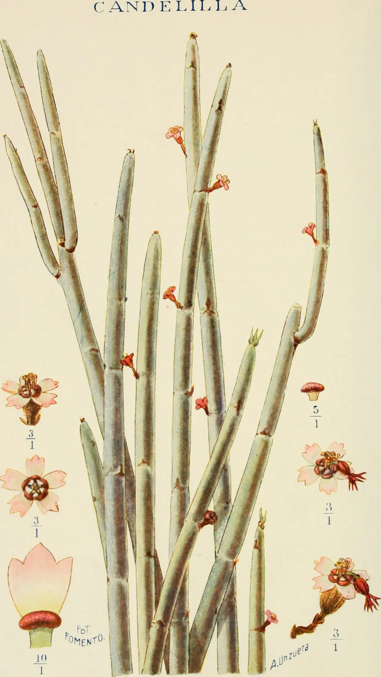 Candelilla (Euphorbia antisyphilitica)