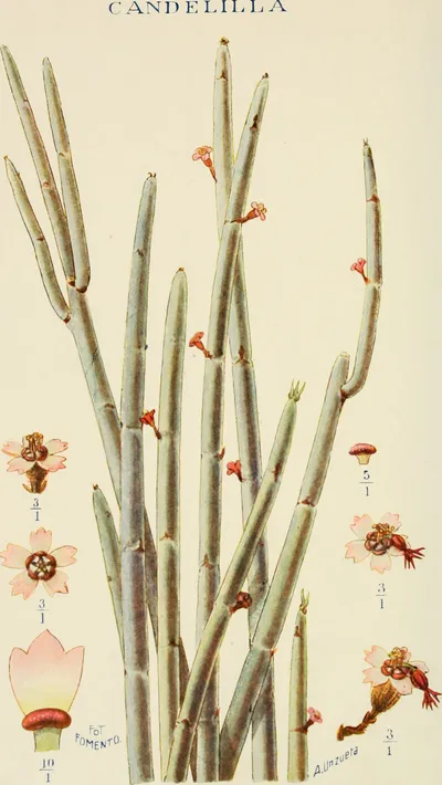 Candelilla