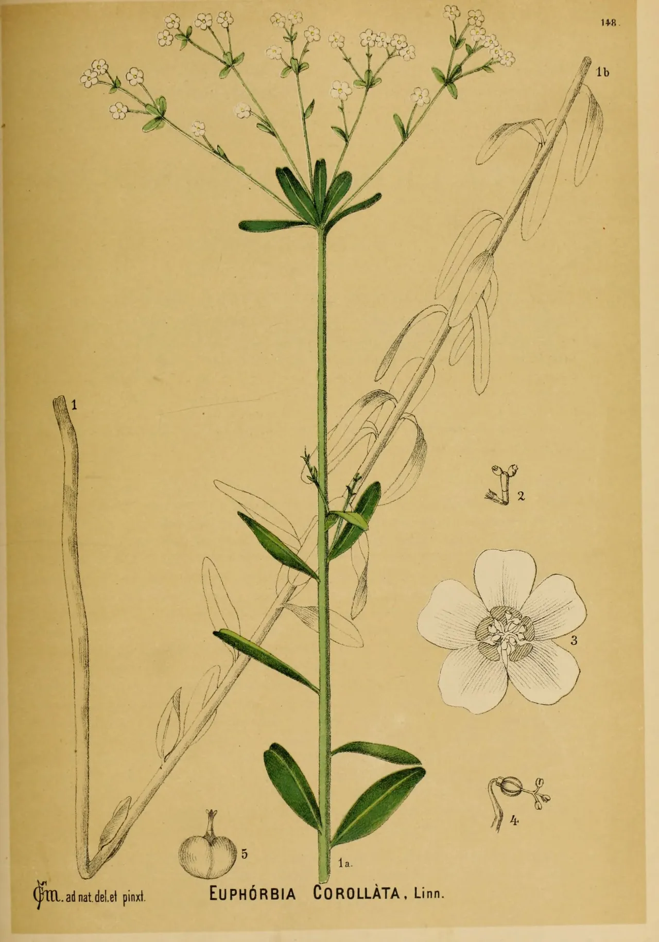 Flowering spurge (Euphorbia corollata)