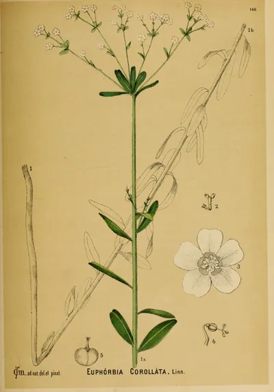 Flowering spurge