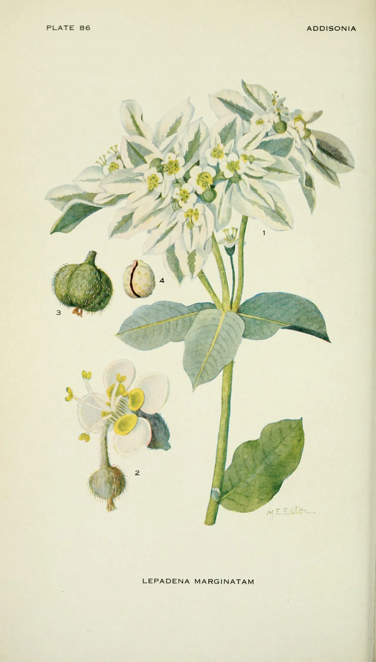 Snow-on-the-mountain (Euphorbia marginata)