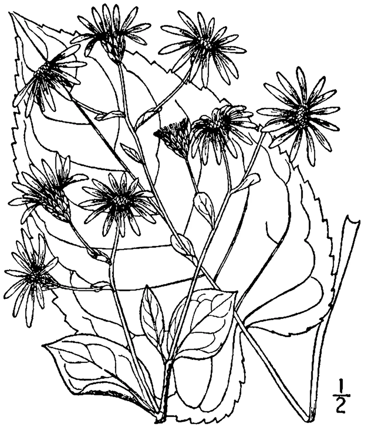 Large-leaved aster (Eurybia macrophylla)