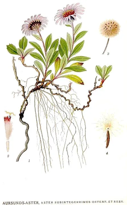 Siberian Aster (Eurybia sibirica)