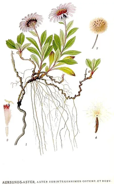 Siberian Aster