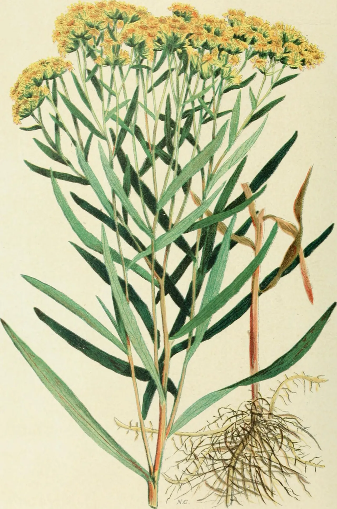 Flat-topped goldenrod (Euthamia graminifolia)