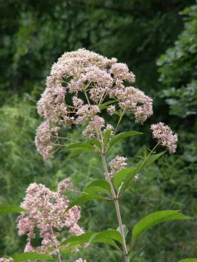 Hollow Joe-Pye Weed