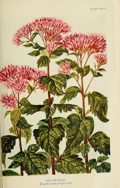 Sweet Joe-Pye-weed
