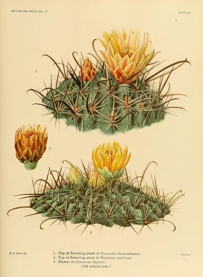 Fishhook barrel cactus