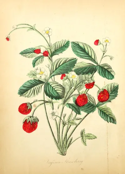 Virginia strawberry
