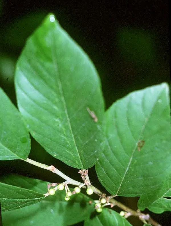 Carolina buckthorn (Frangula caroliniana)