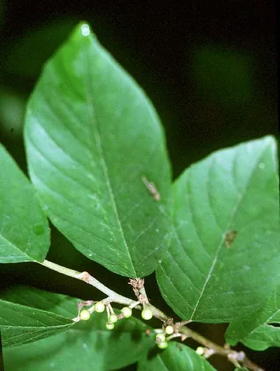Carolina buckthorn