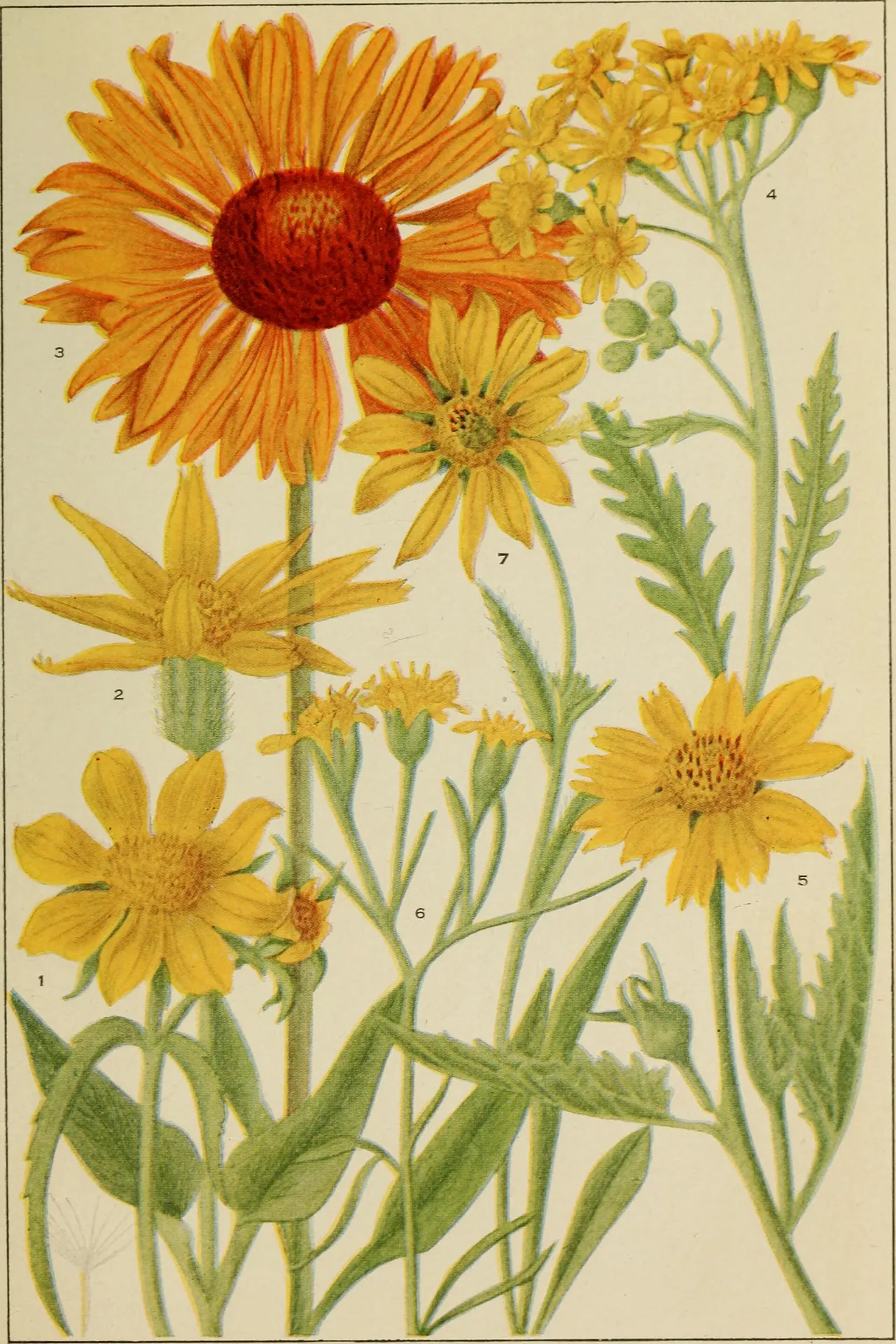 Great blanketflower (Gaillardia aristata)