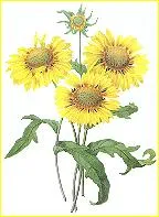 Red dome blanketflower (Gaillardia pinnatifida)