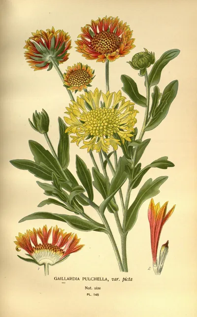 Firewheel