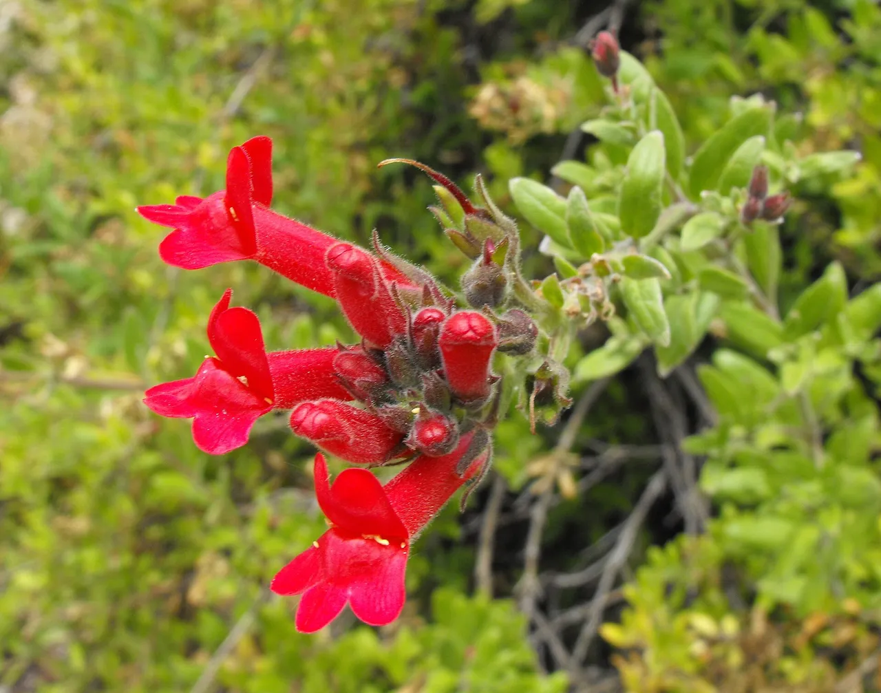 Island Bush Snapdragon (Gambelia speciosa)