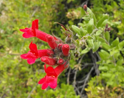 Island Bush Snapdragon