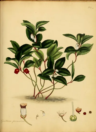Eastern Teaberry