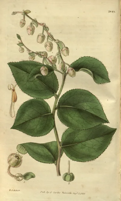 Salal