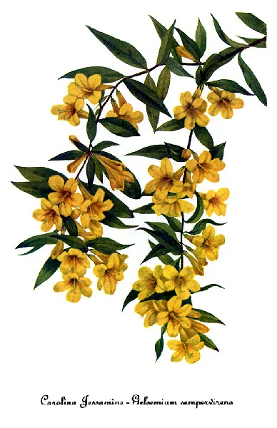 Yellow jessamine