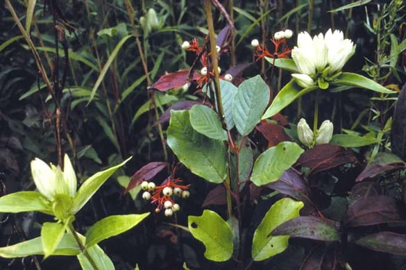 Pale gentian (Gentiana alba)