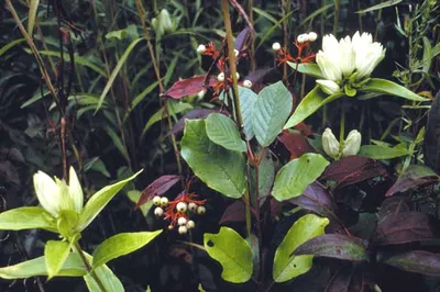 Pale gentian