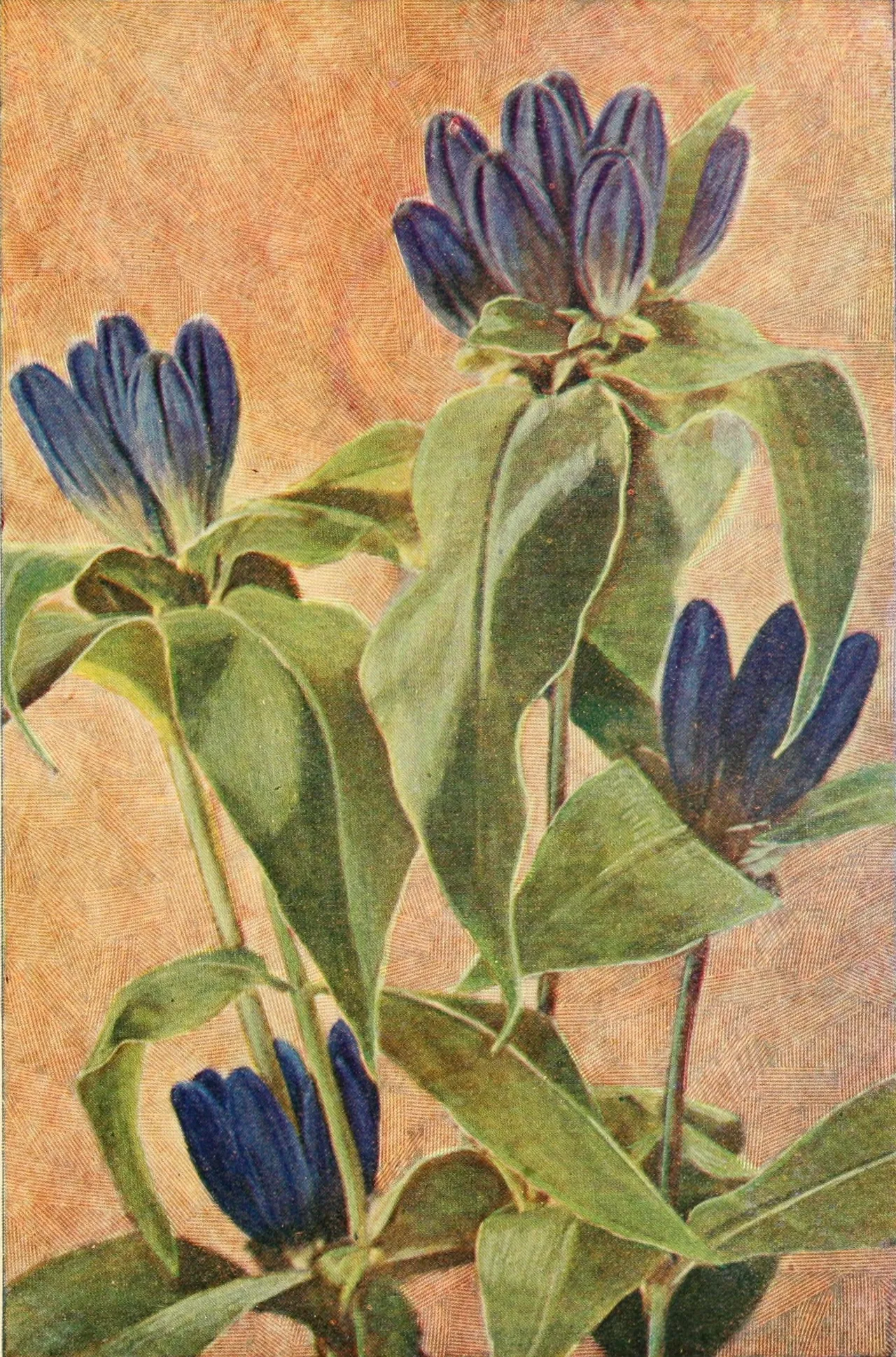 Closed bottle gentian (Gentiana andrewsii)