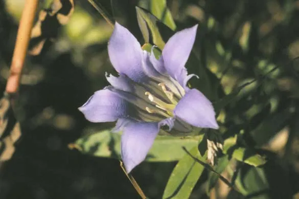 Downy gentian (Gentiana puberulenta)