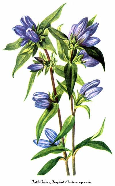 Soapwort Gentian